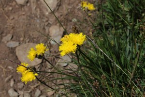 hieracium angustifolium (1200 x 800).jpg